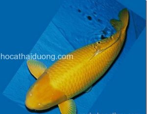 Ca-Koi-Kigoi