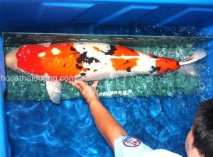 ca-chep-koi-nhat-ban