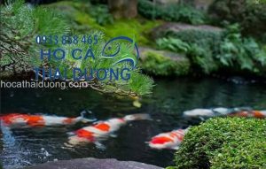ho-ca-koi-v1