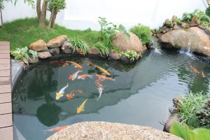 Ho-ca-koi
