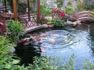 Thiết kế hồ cá koi đẹp