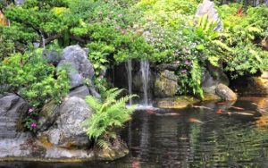 Ho-ca-koi-nhat-ban