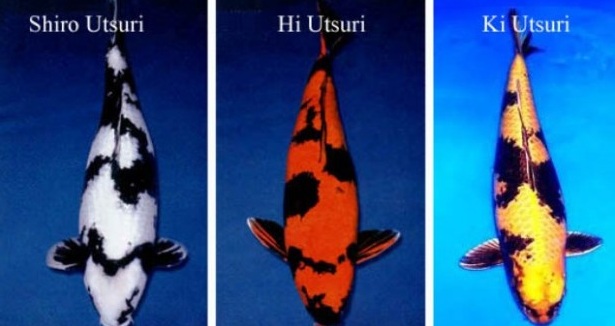 Giống cá koi Utsuri