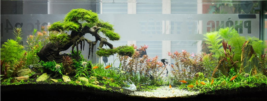 5 Điểm sai lầm người mới chơi hồ thủy sinh cần lưu ý Hồ thủy sinh với kiếu dáng hình chữ nhật, kết hợp trồng các loại cây bonsai và thủy sinh giúp cho môi trường sinh thái vô cùng đa dạng